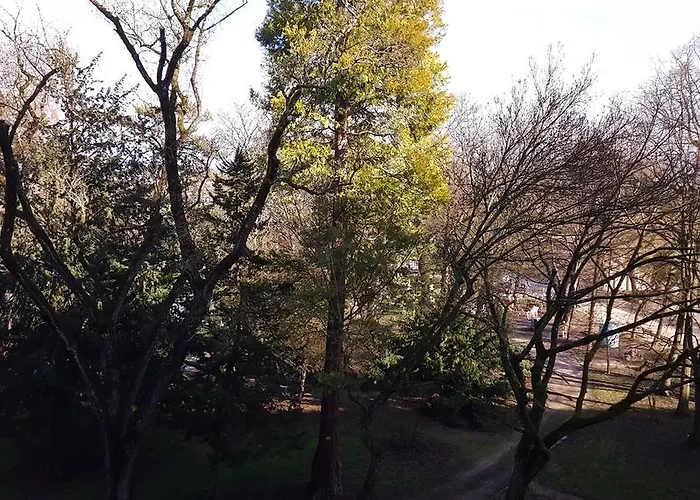 Daire Sweet Dijon-arquebuse *